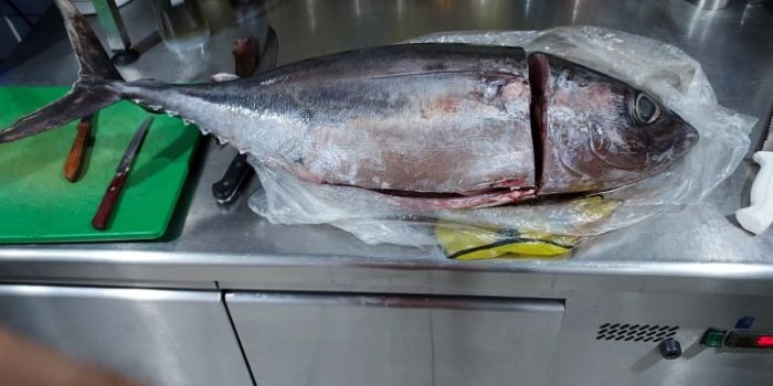 FRESH TUNA FISH Image