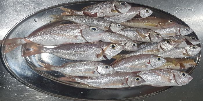 SELF COUGHT FRESH FISH Image