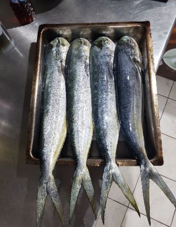 FRESH FISH Image